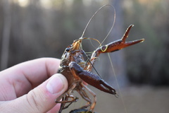 Procambarus leonensis