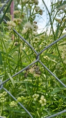Astylus atromaculatus