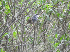 Scytalopus superciliaris