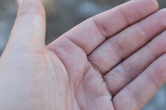 Aristida spiciformis