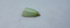 Tortrix viridana