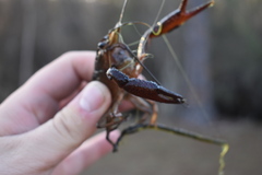 Procambarus leonensis