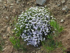 Nierembergia linariifolia