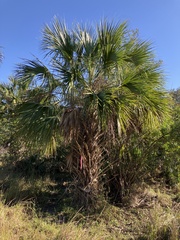 Sabal palmetto