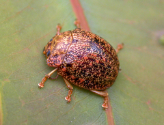 Paropsis lownei