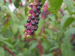 Phytolacca americana