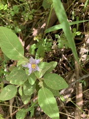 Solanum nemophilum