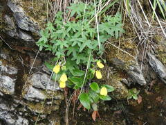 Calceolaria parviflora