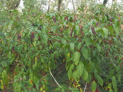 Phytolacca americana