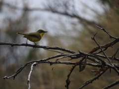 Pseudocolopteryx acutipennis