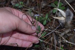 Symphyotrichum simmondsii