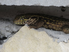 Leiocephalus carinatus