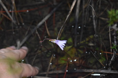 Pinguicula planifolia
