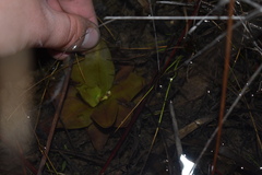 Pinguicula planifolia