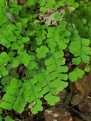 Adiantum amplum