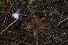 Pinguicula planifolia