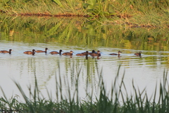 Heteronetta atricapilla