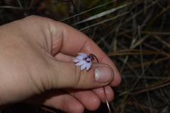 Pinguicula planifolia