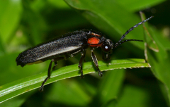 Photurinae