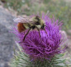 Bombus centralis