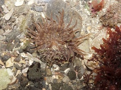 Anthopleura ballii