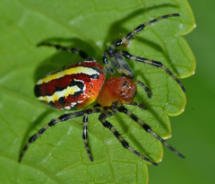 Alpaida grayi