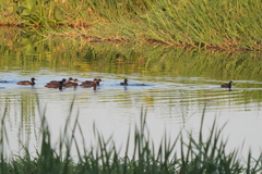 Heteronetta atricapilla