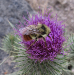 Bombus centralis