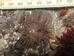 Anthopleura ballii