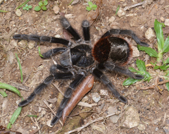 Grammostola