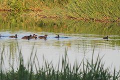 Heteronetta atricapilla