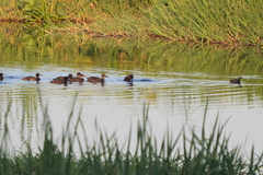 Heteronetta atricapilla