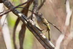 Atalotriccus pilaris