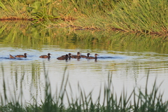 Heteronetta atricapilla