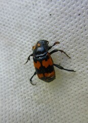 Nicrophorus vespillo