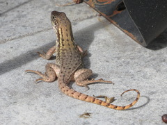 Leiocephalus carinatus