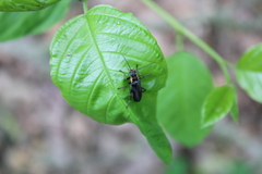 Cantharis obscura