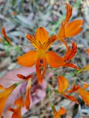 Alstroemeria ligtu