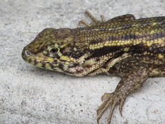 Leiocephalus carinatus