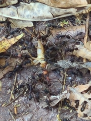 Eciton burchellii parvispinum