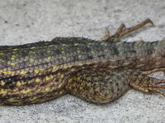 Leiocephalus carinatus
