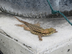 Leiocephalus carinatus