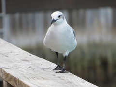 Leucophaeus atricilla