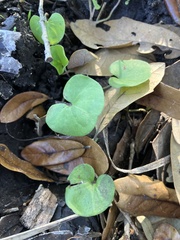Dichondra carolinensis