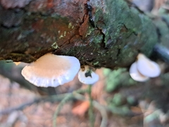 Panellus mitis