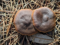 Cortinarius cinnamomeus
