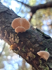 Panellus mitis