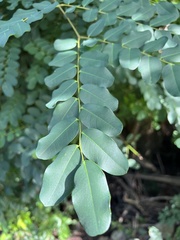 Adenanthera pavonina