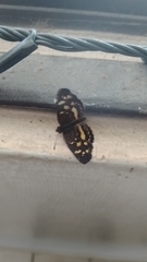Anthanassa tulcis