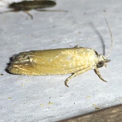 Eucosma floridana